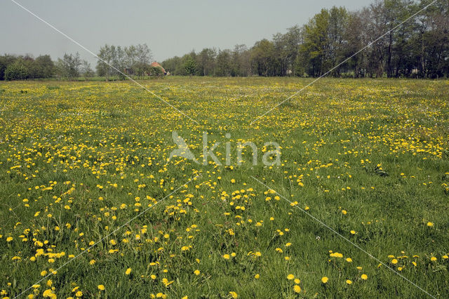 Paardenbloem (Taraxacum spec.)