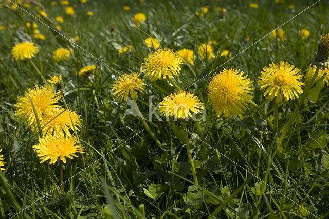 Paardenbloem (Taraxacum spec.)