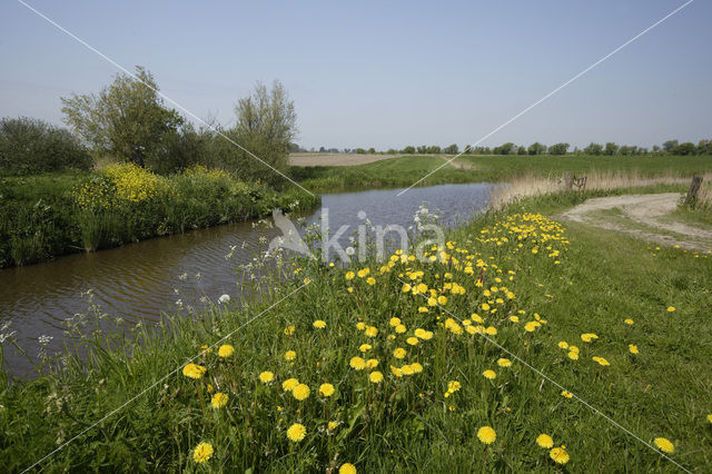 Dandelion (Taraxacum spec.)