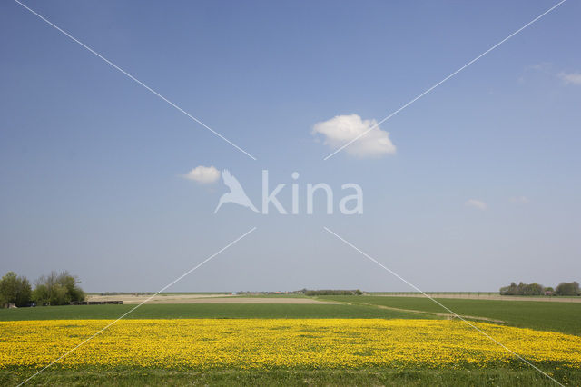 Dandelion (Taraxacum spec.)