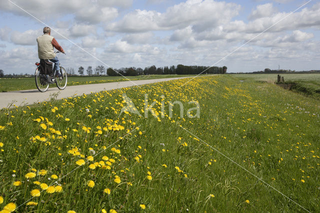 Paardenbloem (Taraxacum spec.)