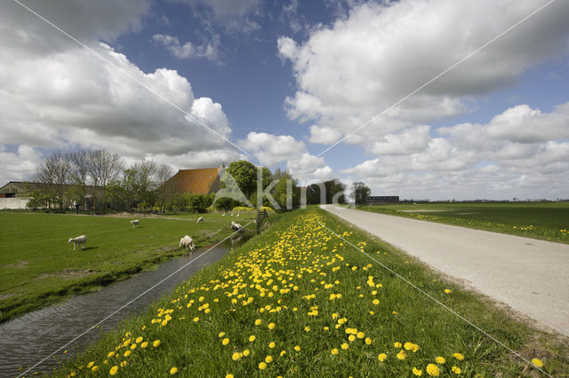 Paardenbloem (Taraxacum spec.)