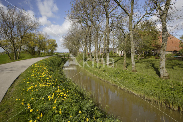 Paardenbloem (Taraxacum spec.)