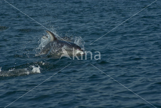 Pacific White-sided Dolphin (Lagenorhynchus obliquidens)