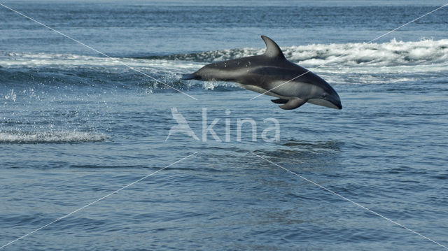 Pacific White-sided Dolphin (Lagenorhynchus obliquidens)