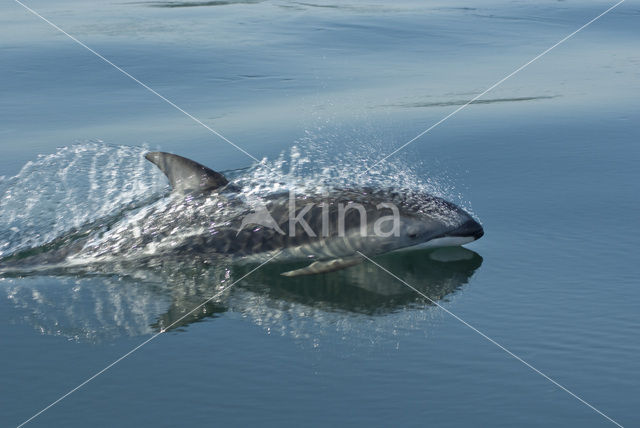 Pacific White-sided Dolphin (Lagenorhynchus obliquidens)