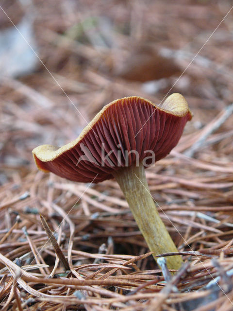 Pagemantel (Cortinarius semisanguineus)