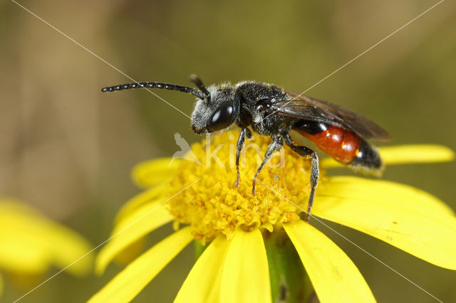 Sphecodes gibbus