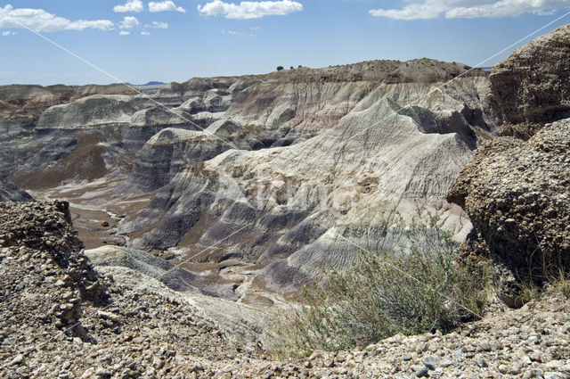 Petrified Forest National Park