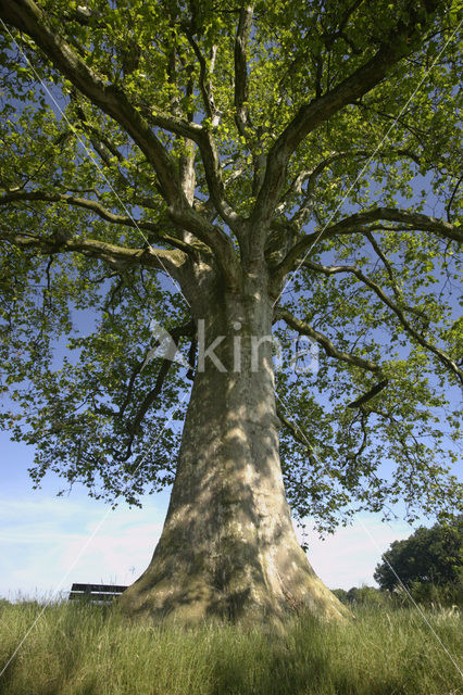 Plataan (Platanus hispanica)