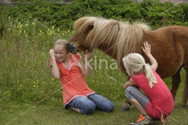 Pony (Equus spp)