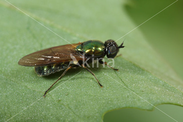 green soldier fly (Chloromyia formosa)