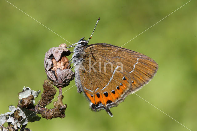 Black Hairstreak (Satyrium pruni)