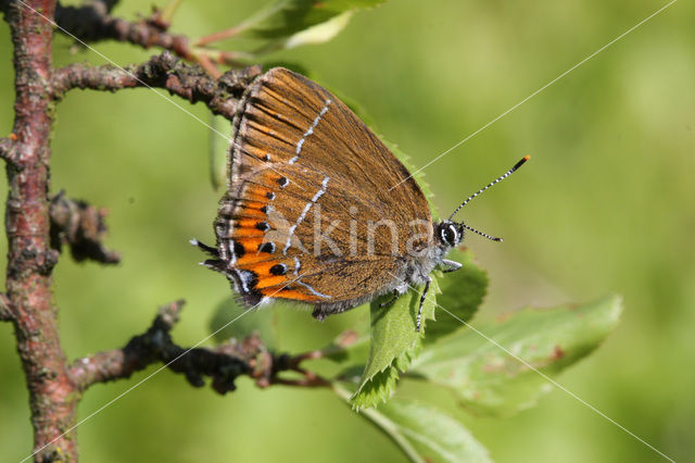 Black Hairstreak (Satyrium pruni)