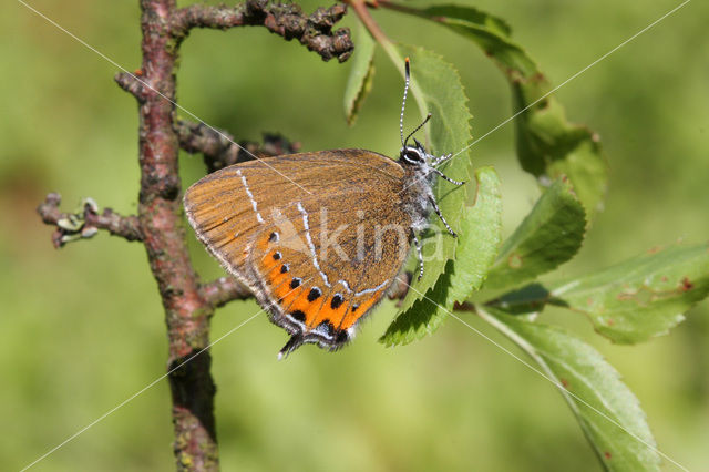 Black Hairstreak (Satyrium pruni)