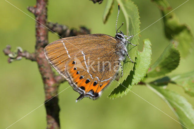 Pruimenpage (Satyrium pruni)