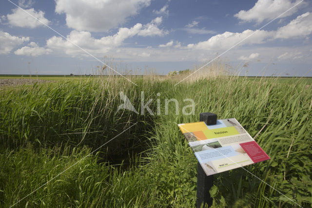 Common Reed (Phragmites australis)