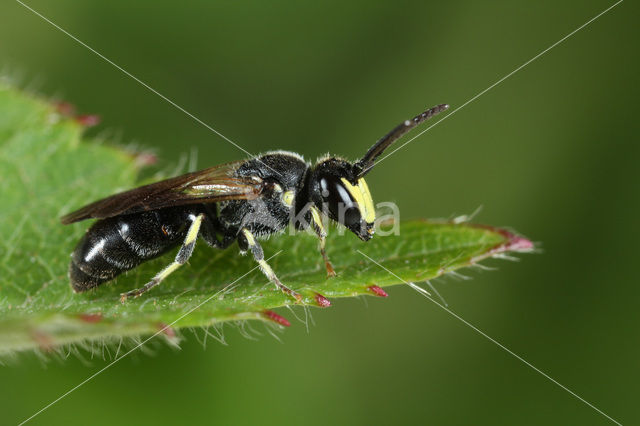 Rietmaskerbij (Hylaeus pectoralis)