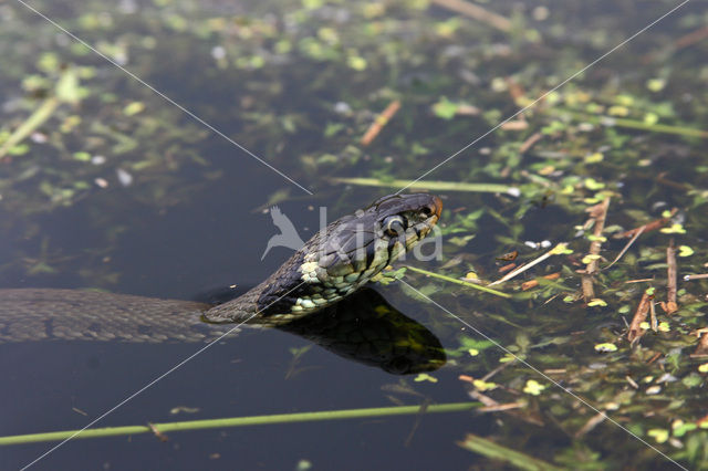 Grass Snake (Natrix natrix)