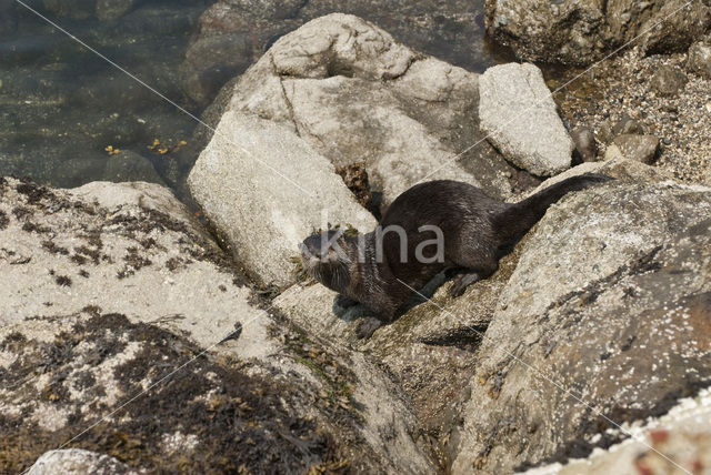 Rivierotter (Lutra canadensis)