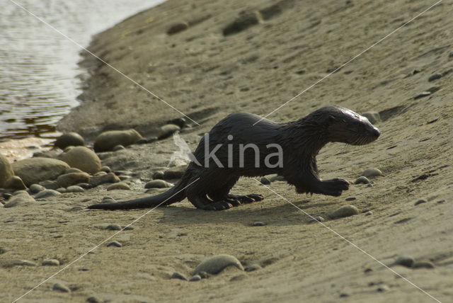 Rivierotter (Lutra canadensis)