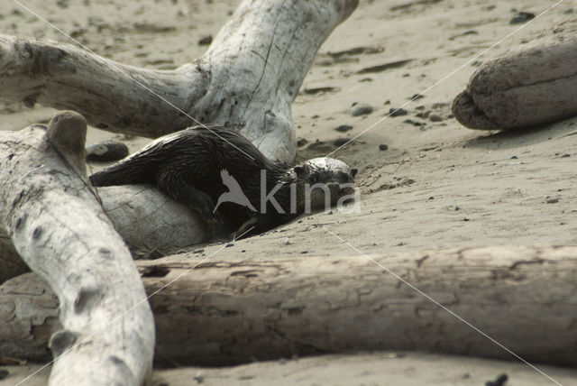 Rivierotter (Lutra canadensis)