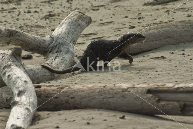 River Otter (Lutra canadensis)