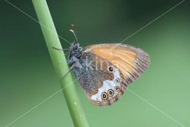 Roodstreephooibeestje (Coenonympha glycerion)