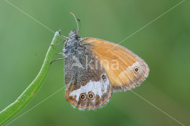 Roodstreephooibeestje (Coenonympha glycerion)