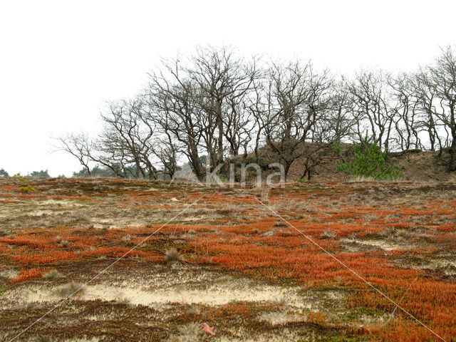 Ruig haarmos (Polytrichum piliferum)