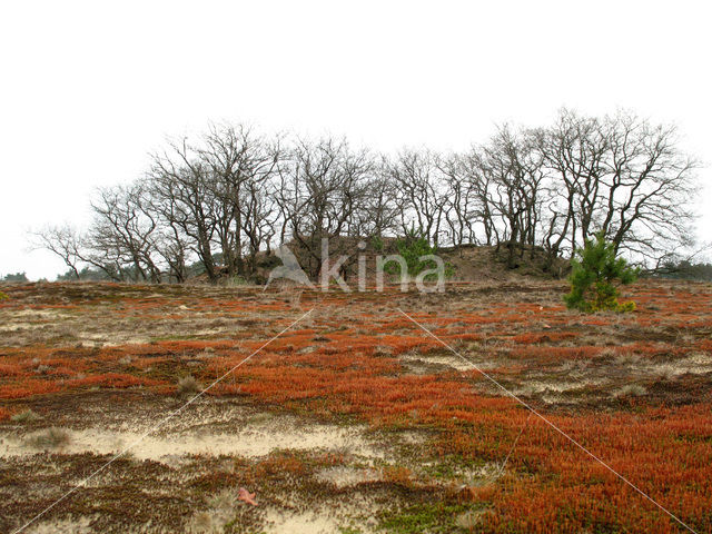 Ruig haarmos (Polytrichum piliferum)