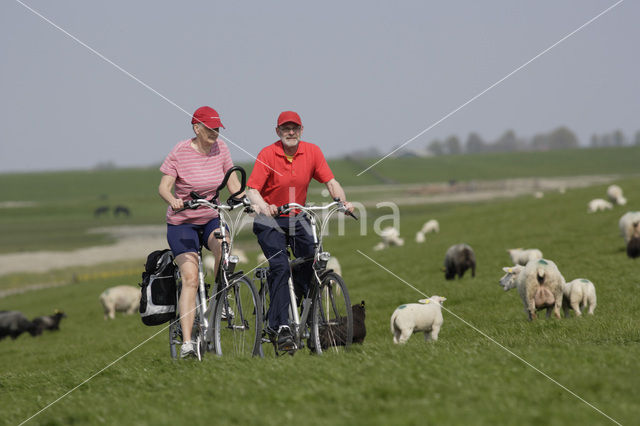 Schaap (Ovis domesticus)