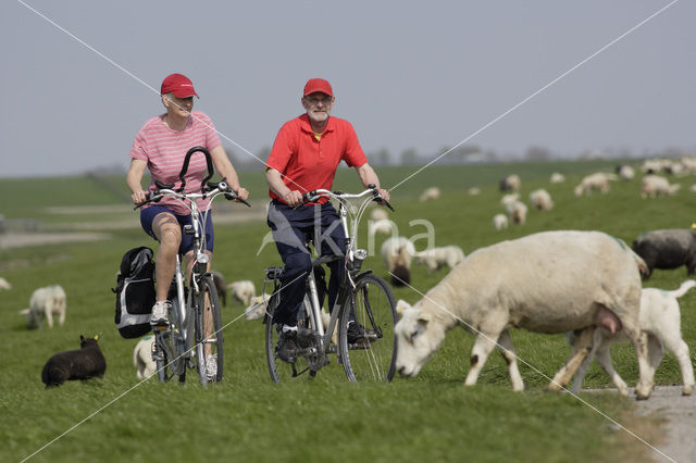 Schaap (Ovis domesticus)