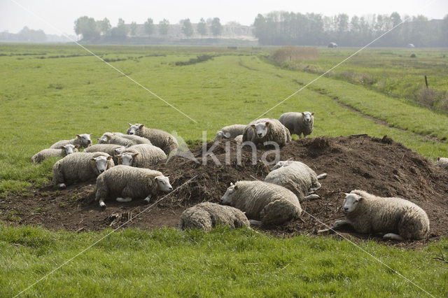 Schaap (Ovis domesticus)