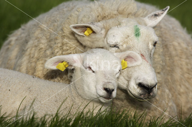 Schaap (Ovis domesticus)