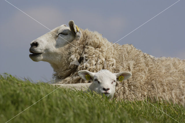 Schaap (Ovis domesticus)