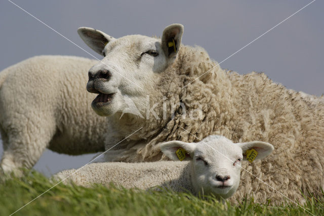 Schaap (Ovis domesticus)