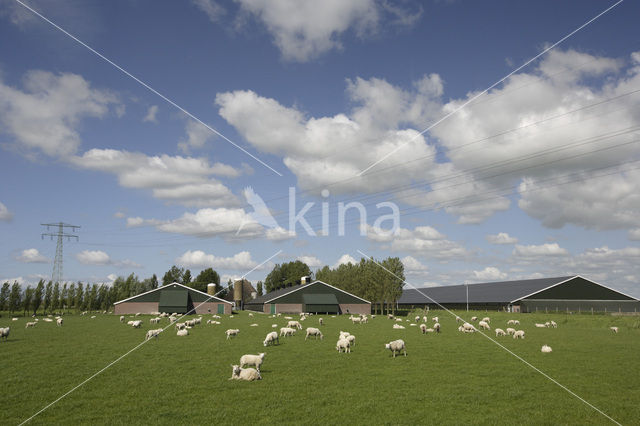 Schaap (Ovis domesticus)