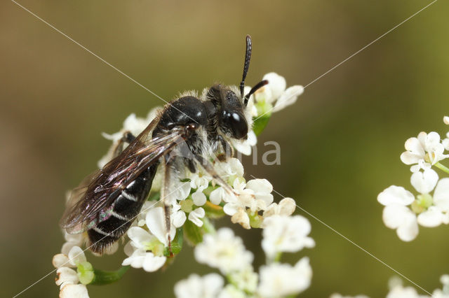 Schermbloemzandbij (Andrena nitidiuscula)