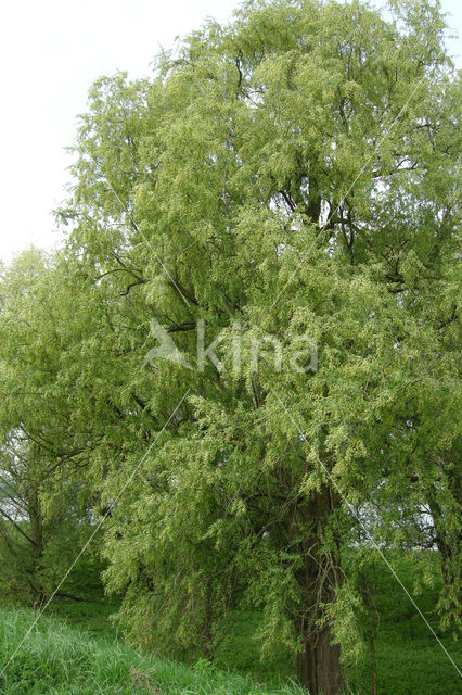 White Willow (Salix alba)