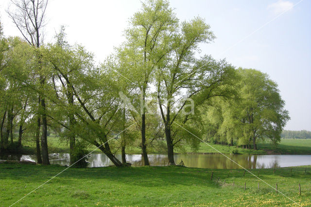 White Willow (Salix alba)