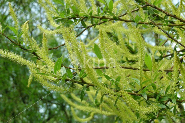 Schietwilg (Salix alba)