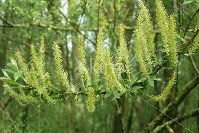 Schietwilg (Salix alba)