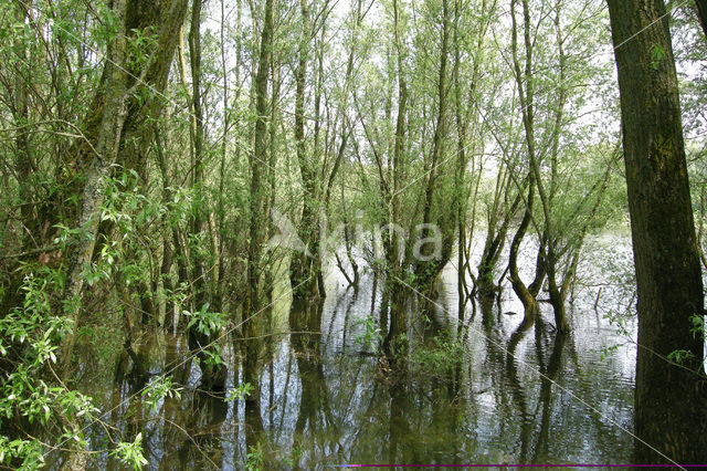 Schietwilg (Salix alba)