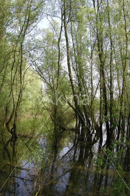 Schietwilg (Salix alba)