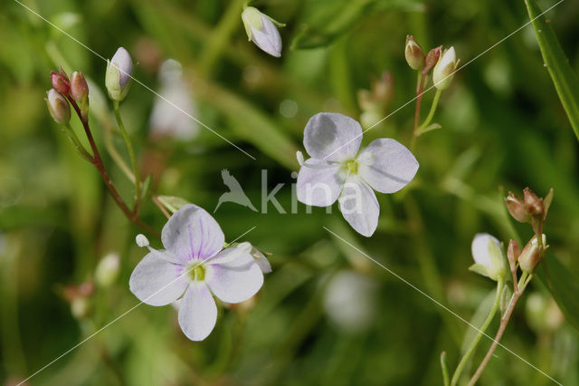 Marsh Speedwell (Veronica scutellata)