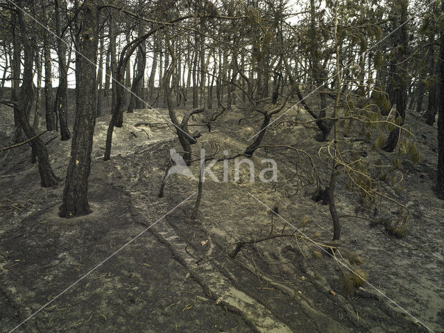 Schoorlse Duinen