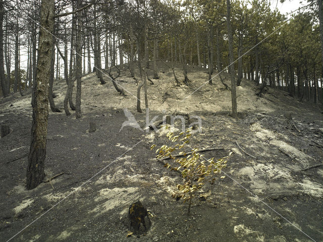 Schoorlse Duinen