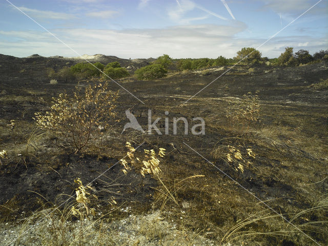 Schoorlse Duinen