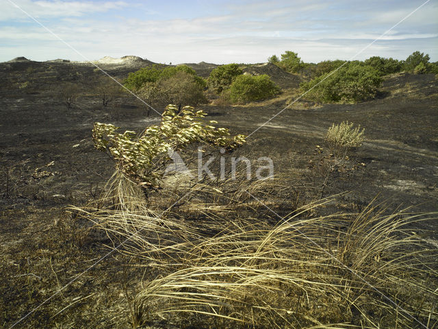 Schoorlse Duinen